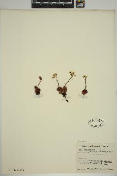 spécimen de Saxifraga tricuspidata