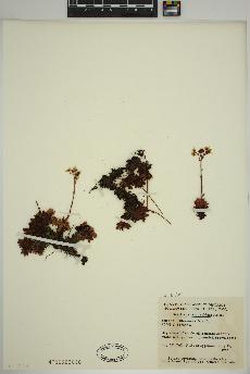 spécimen de Saxifraga tricuspidata