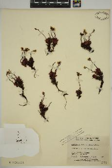spécimen de Saxifraga tricuspidata