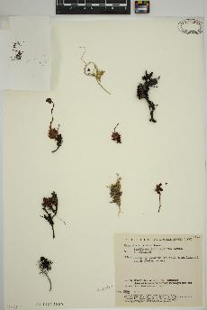 spécimen de Saxifraga tricuspidata