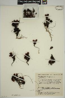 spécimen de Saxifraga tricuspidata