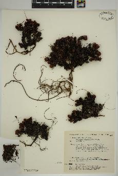 spécimen de Saxifraga tricuspidata