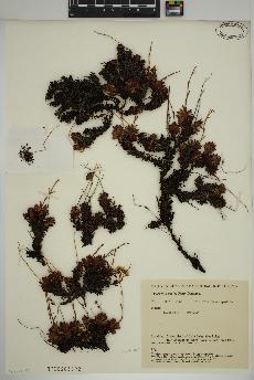 spécimen de Saxifraga tricuspidata