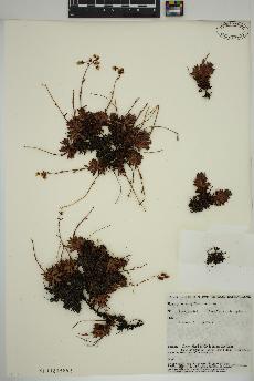 spécimen de Saxifraga tricuspidata