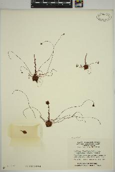 spécimen de Saxifraga flagellaris