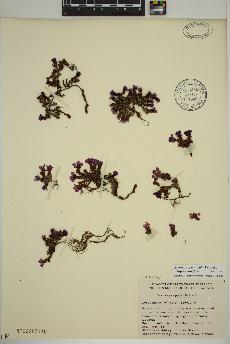 spécimen de Saxifraga oppositifolia