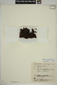 spécimen de Saxifraga oppositifolia