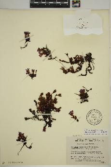 spécimen de Saxifraga oppositifolia