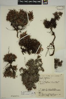 spécimen de Dryas integrifolia