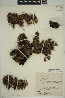 spécimen de Dryas integrifolia