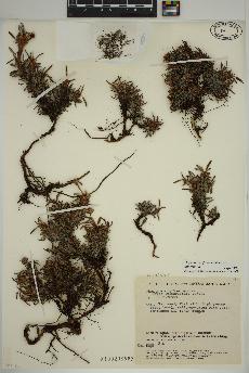 spécimen de Dryas integrifolia