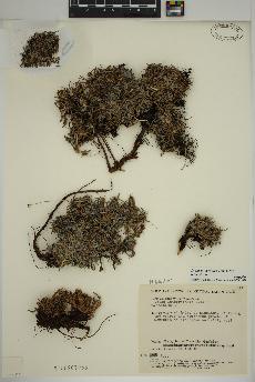 spécimen de Dryas integrifolia