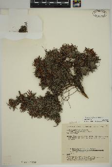 spécimen de Dryas integrifolia