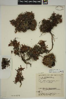 spécimen de Dryas integrifolia
