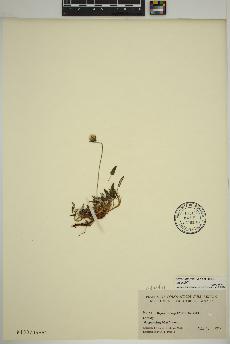 spécimen de Dryas integrifolia
