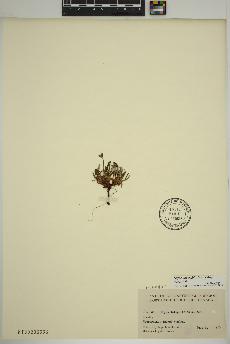 spécimen de Dryas integrifolia