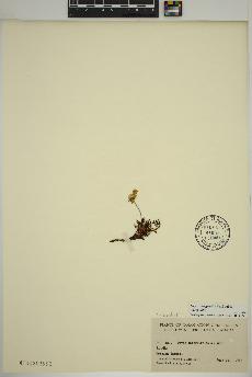 spécimen de Dryas integrifolia