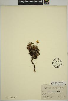 spécimen de Dryas integrifolia