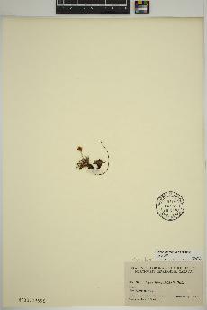 spécimen de Dryas integrifolia
