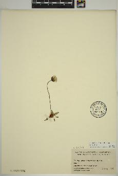 spécimen de Dryas integrifolia