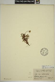 spécimen de Dryas integrifolia