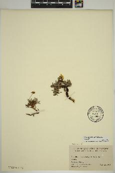 spécimen de Dryas integrifolia