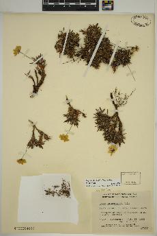 spécimen de Dryas integrifolia
