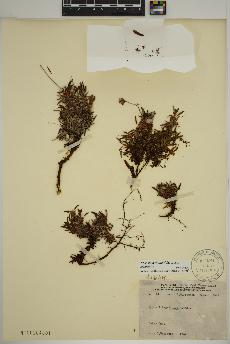 spécimen de Dryas integrifolia