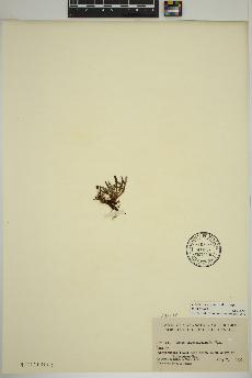 spécimen de Dryas integrifolia