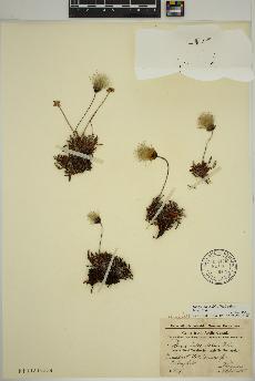 spécimen de Dryas integrifolia