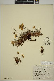 spécimen de Dryas integrifolia