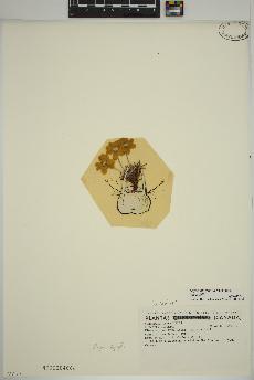spécimen de Dryas integrifolia