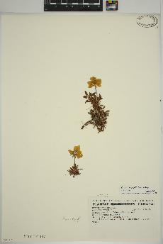 spécimen de Dryas integrifolia