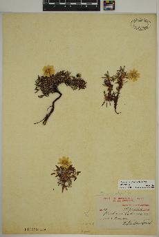 spécimen de Dryas integrifolia