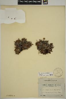 spécimen de Dryas integrifolia