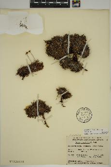 spécimen de Dryas integrifolia