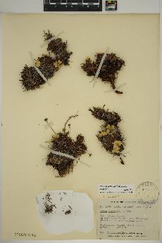 spécimen de Dryas integrifolia