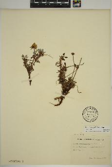 spécimen de Dryas integrifolia