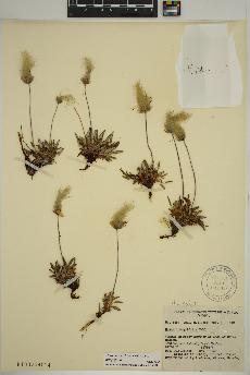 spécimen de Dryas integrifolia
