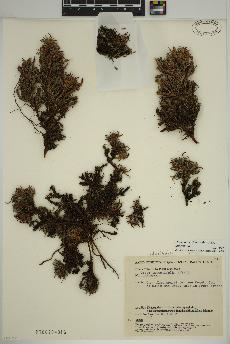 spécimen de Dryas integrifolia