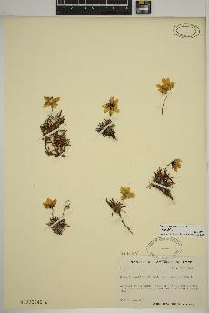 spécimen de Dryas integrifolia