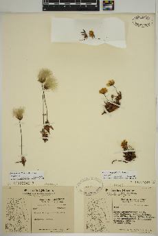 spécimen de Dryas integrifolia