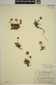 spécimen de Dryas integrifolia