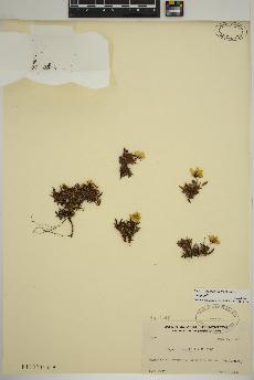 spécimen de Dryas integrifolia