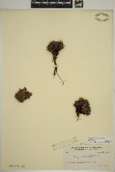 spécimen de Dryas integrifolia