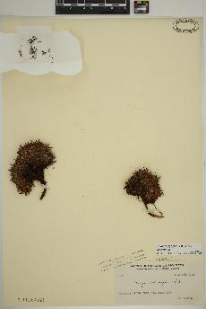 spécimen de Dryas integrifolia