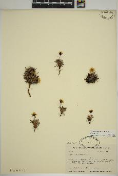 spécimen de Dryas integrifolia