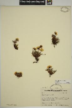 spécimen de Dryas integrifolia
