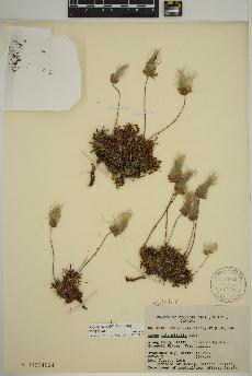 spécimen de Dryas integrifolia