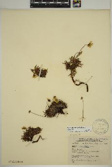 spécimen de Dryas integrifolia